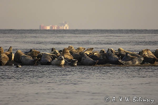 Szarytka morska, foka szara, Halichoerus grypus