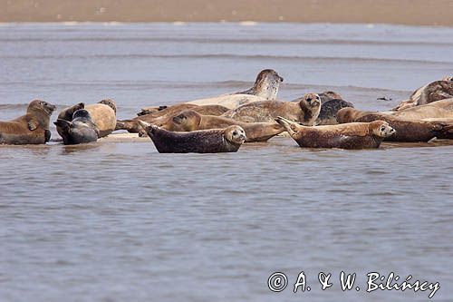 foki /szare i pospolite/ na łachach koło wyspy Norderney, Wyspy Wschodnio-Fryzyjskie, Waddenzee, Niemcy, Morze Wattowe