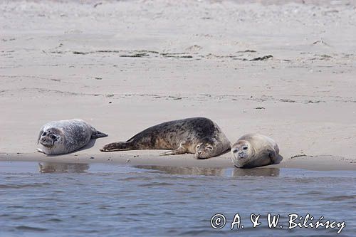 foki /szare i pospolite/ na łachach koło wyspy Norderney, Wyspy Wschodnio-Fryzyjskie, Waddenzee, Niemcy, Morze Wattowe