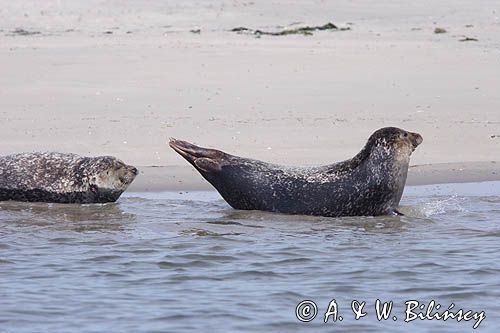 foki /szare i pospolite/ na łachach koło wyspy Norderney, Wyspy Wschodnio-Fryzyjskie, Waddenzee, Niemcy, Morze Wattowe