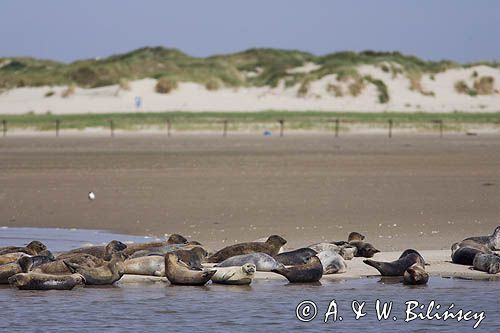 foki /szare i pospolite/ na łachach koło wyspy Norderney, Wyspy Wschodnio-Fryzyjskie, Waddenzee, Niemcy, Morze Wattowe