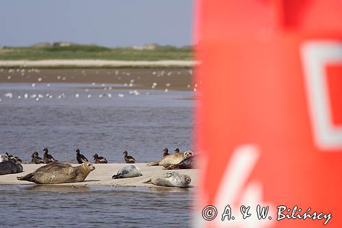 foki /szare i pospolite/ na łachach koło wyspy Norderney, Wyspy Wschodnio-Fryzyjskie, Waddenzee, Niemcy, Morze Wattowe