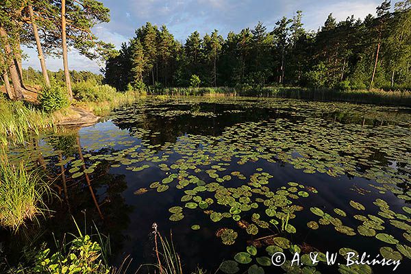 W Forsvik, Kanał Gota, Szwecja