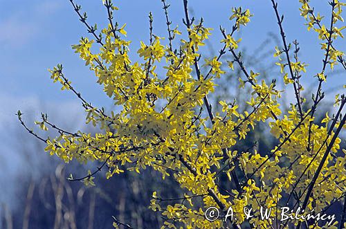 Forsycja pośrednia łac: Forsythia intermedia)