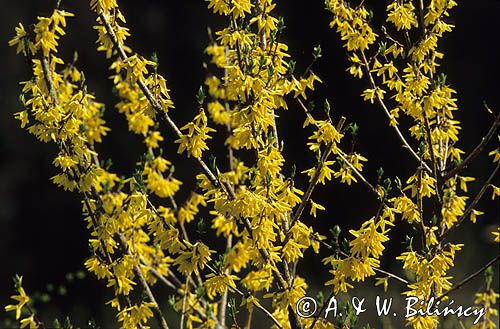 Forsycja pośrednia łac: Forsythia intermedia)