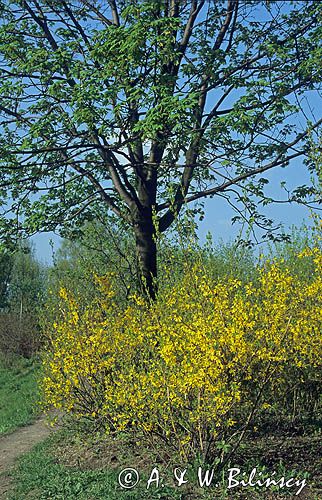 Forsycja pośrednia łac: Forsythia intermedia)