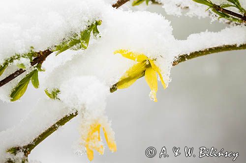 forsycja Forsythia w śniegu