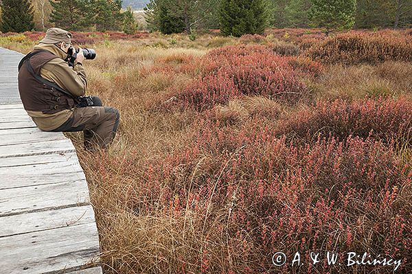 fotograf przyrody, torfowisko Tarnawa, Bieszczady