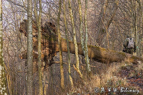 Karpa wywróconego drzewa, Góry Sanocko-Turczańskie