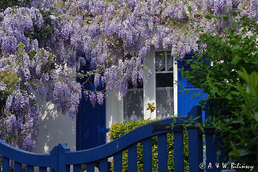 Fouesnant, Finistere, Bretania, Francja, Glicynia chińska, słodlin chiński, wisteria chińska Wisteria sinensis) ,