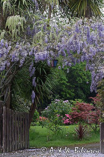 ogród w Fouesnant, Finistere, Bretania, Francja, Glicynia chińska, słodlin chiński, wisteria chińska Wisteria sinensis) ,