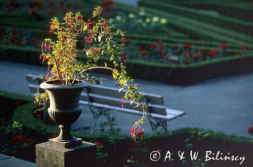 fuksja, ogrody wilanowskie, park wilanowski, ułanka, Fuchsia