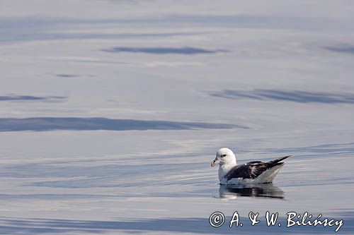 Fulmar, petrel, Fulmarus glacialis