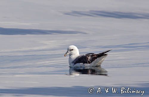 Fulmar, petrel, Fulmarus glacialis