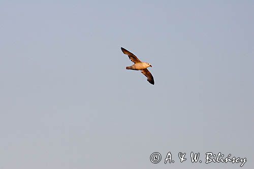 Fulmar, petrel, Fulmarus glacialis