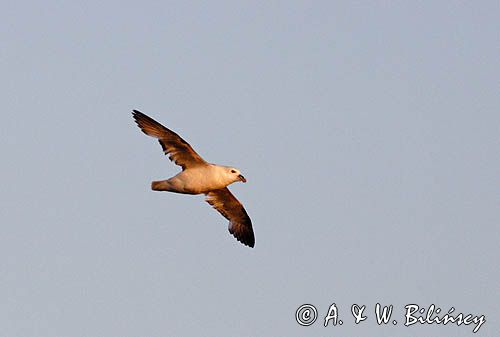 Fulmar, petrel, Fulmarus glacialis