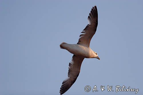 Fulmar, petrel, Fulmarus glacialis