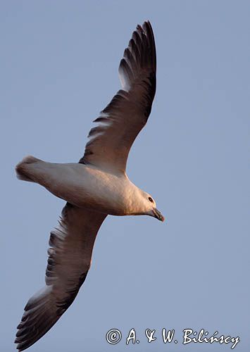 Fulmar, petrel, Fulmarus glacialis