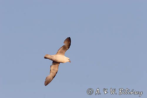 Fulmar, petrel, Fulmarus glacialis