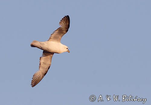 Fulmar, petrel, Fulmarus glacialis