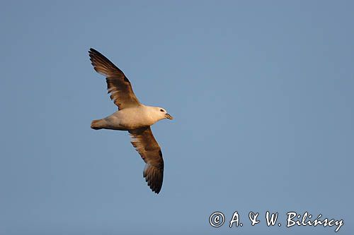 Fulmar, petrel, Fulmarus glacialis