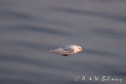 Fulmar, petrel, Fulmarus glacialis