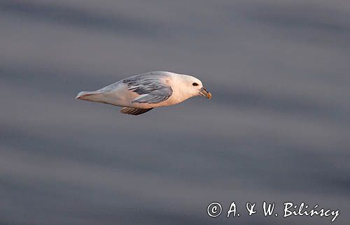 Fulmar, petrel, Fulmarus glacialis