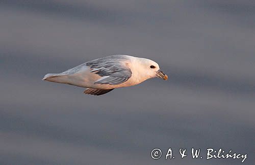 Fulmar, petrel, Fulmarus glacialis