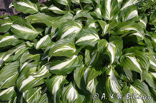 funkia, Hosta undulata
