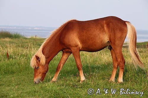 Koń na wyspie Fur, Limfjord, Jutlandia, Dania