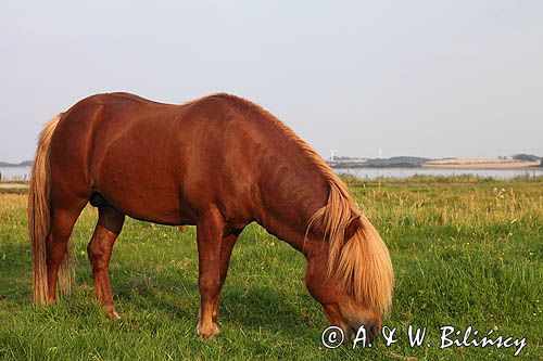 Koń, kucyk na wyspie Fur, Limfjord, Jutlandia, Dania