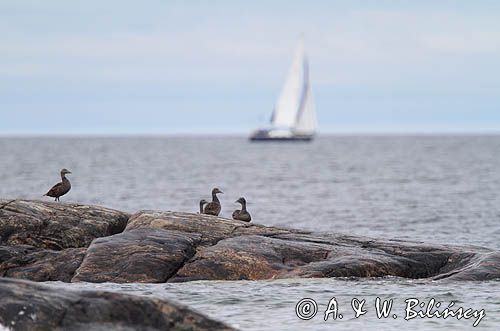 edredony, wyspa Gashallan, Finlandia, Zatoka Botnicka