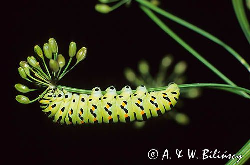 gąsienica motyla paź królowej, Papillio machaon