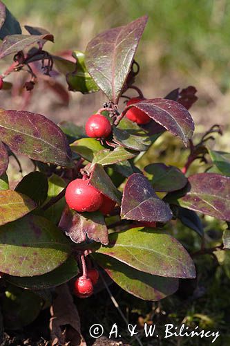Gaulteria płożąca Procumbens Gaultheria Procumbens) . owoce