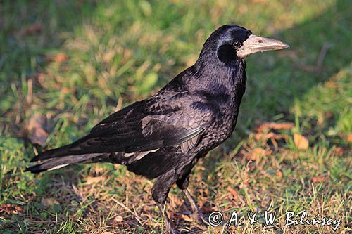 gawron, gapa, Corvus frugilegus, The Rook