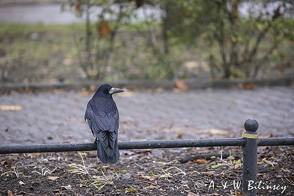 Gawron, Corvus frugilegus