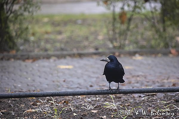 Gawron, Corvus frugilegus