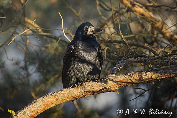 Gawron, Corvus frugilegus