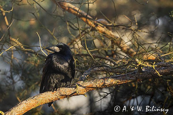 Gawron, Corvus frugilegus