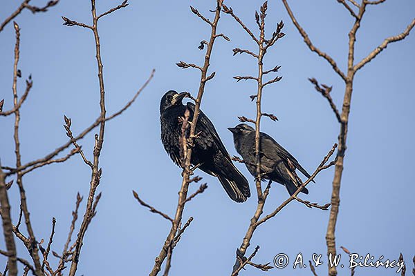 Gawron, Corvus frugilegus i kawka Coloeus monedula syn. Corvus monedula