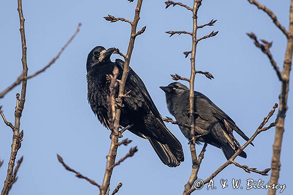 Gawron, Corvus frugilegus i kawka Coloeus monedula syn. Corvus monedula