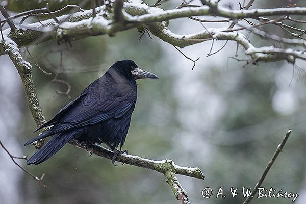 Gawron, Corvus frugilegus