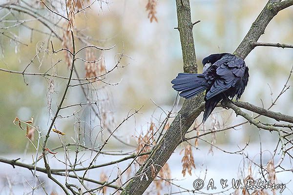 gawron, Corvus frugilegus