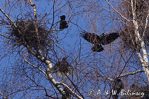 kolonia gawronów, zakładanie gniazd, Corvus frugilegus