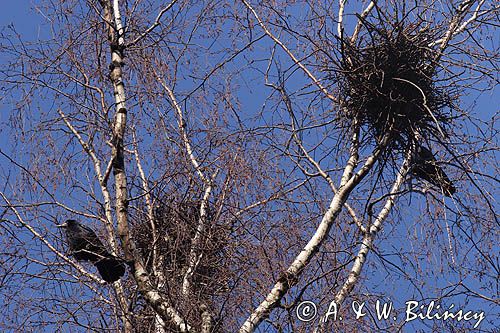 kolonia gawronów, zakładanie gniazd, Corvus frugilegus