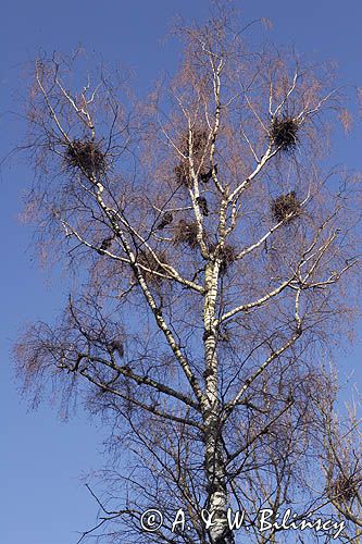 kolonia gawronów, zakładanie gniazd, Corvus frugilegus