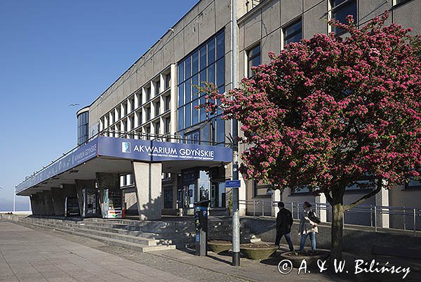 Gdynia, Akwarium morskie