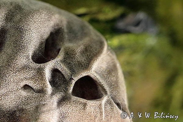 Uszak bzowy, Auricularia auricula-judae, na bzie czarnym, Bieszczady