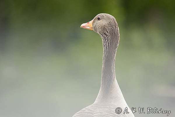Gęś gęgawa, gęgawa, Anser anser