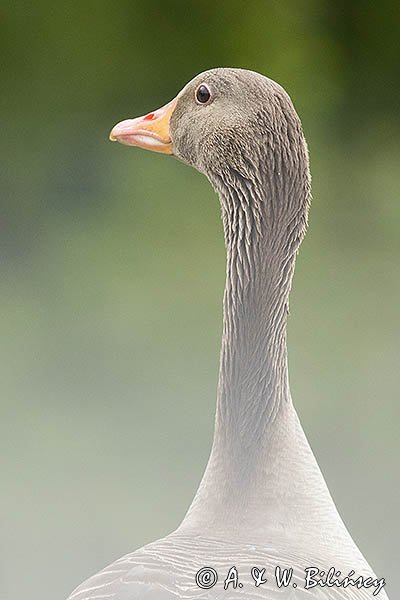 Gęś gęgawa, gęgawa, Anser anser